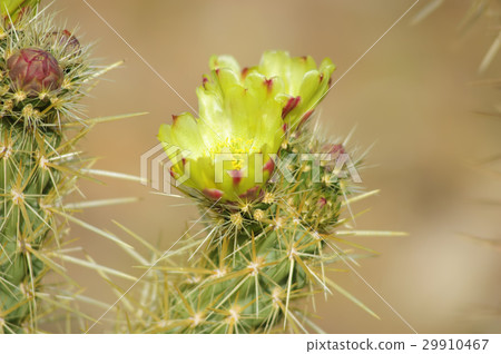 Blooming Cactus Flowers in Anza Borrego Desert USA Blooming Cactus Flowers in Anza Borrego Desert USA 29910467
