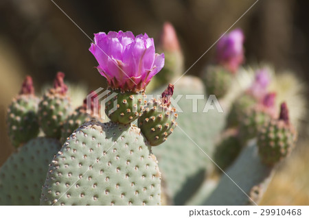 Blooming Cactus Flowers in Anza Borrego Desert USA Blooming Cactus Flowers in Anza Borrego Desert USA 29910468