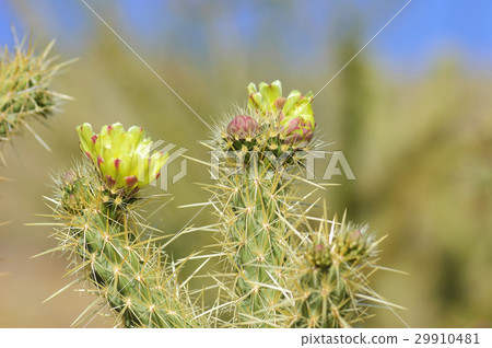 Blooming Cactus Flowers in Anza Borrego Desert USA Blooming Cactus Flowers in Anza Borrego Desert USA 29910481
