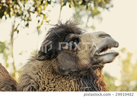 Bactrian camel head with natural background Bactrian camel head with natural background 29910482