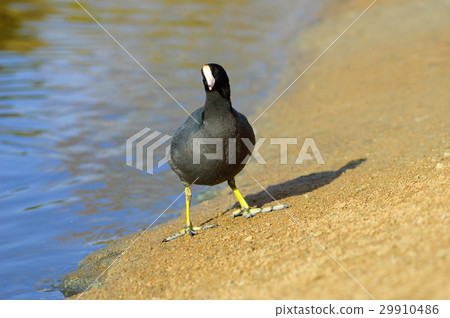 American Coot walking on shore (Fulica americana) 29910486