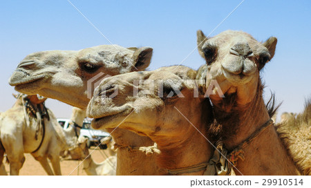 Camels in the camel market in Omdurman Sudan 29910514
