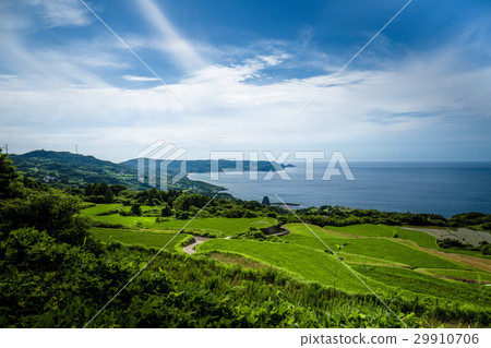 仲夏水稻梯田 仲夏水稻梯田 29910706
