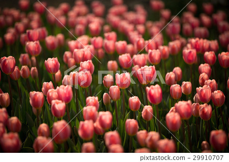鬱金香領域 29910707