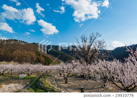 杏花在杏村 29910776