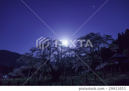 Light moon cherry blossom in the moonlight night Light moon cherry blossom in the moonlight night 29911051
