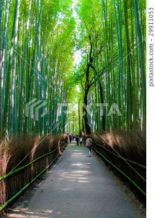 The Arashiyama Bamboo Grove , kyoto, Japan The Arashiyama Bamboo Grove , kyoto, Japan 29911053