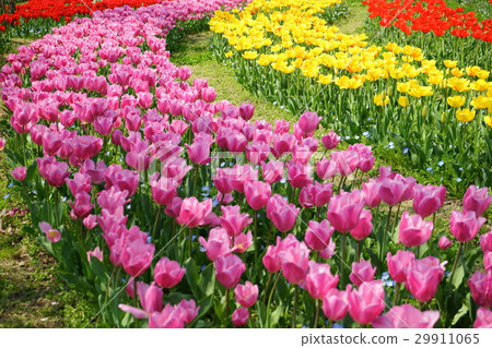 Tulip flower garden (curve 2) 29911065