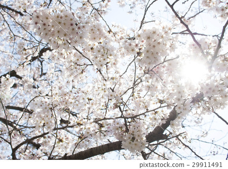 Cherry blossoms blooming under the sun Cherry blossoms blooming under the sun 29911491