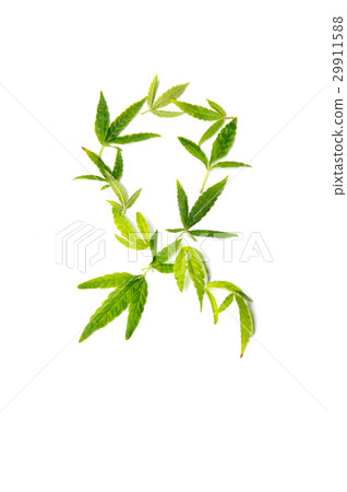 Fight cancer sign made from marijuana leaves Fight cancer sign made from marijuana leaves 29911588