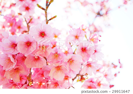 陽光櫻花11 陽光櫻花11 29911647