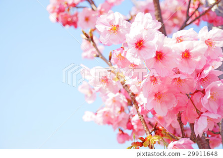 陽光櫻花12 陽光櫻花12 29911648