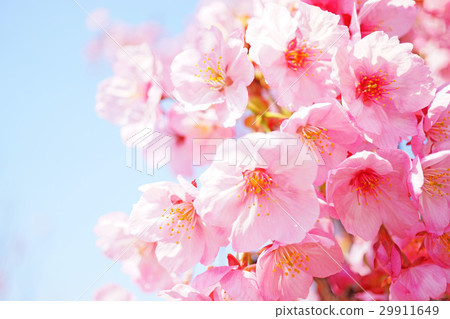 陽光櫻花13 29911649