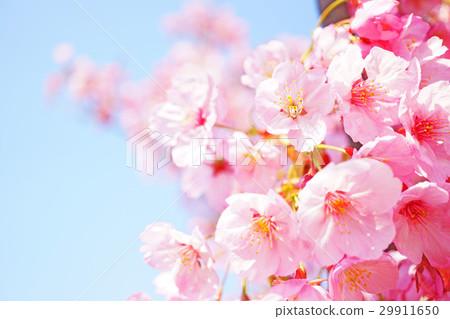 陽光櫻花14 陽光櫻花14 29911650