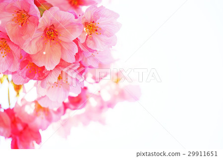 陽光櫻花15 陽光櫻花15 29911651