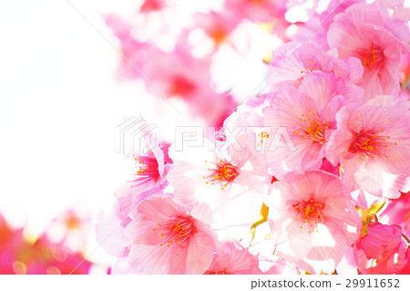 陽光櫻花16 陽光櫻花16 29911652