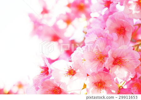 陽光櫻花17 陽光櫻花17 29911653