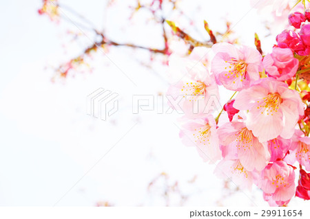 陽光櫻花18 陽光櫻花18 29911654