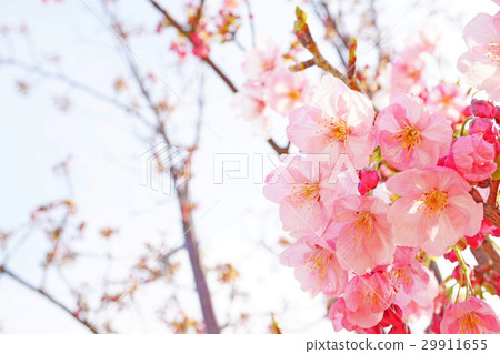 陽光櫻花19 29911655