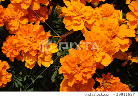 萬壽菊 29911657