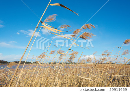 Inaho and blue sky Inaho and blue sky 29911669