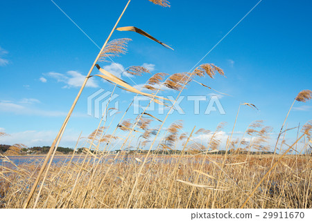 Inaho and blue sky Inaho and blue sky 29911670