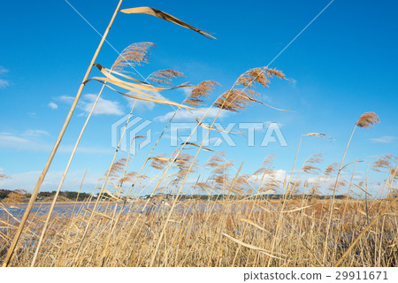 Inaho and blue sky Inaho and blue sky 29911671
