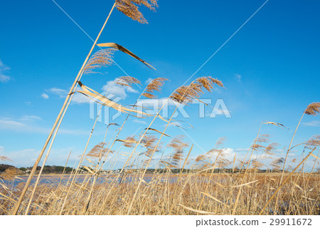 Inaho and blue sky Inaho and blue sky 29911672