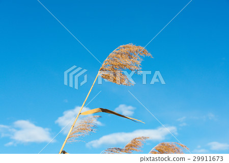 Inaho and blue sky 29911673