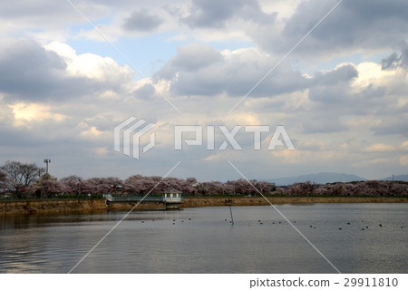 Kumadarei池塘在春天 Kumadarei池塘在春天 29911810