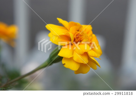 Marigold Marigold 29911818
