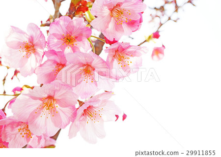 Sunlight cherry tree 30 29911855