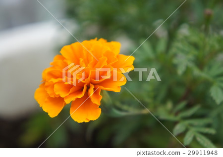Marigold  29911948