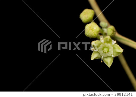 Close up flower of Jujube on black background 29912141