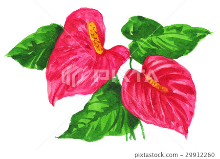 安祖花17415 pix 7 安祖花17415 pix 7 29912260