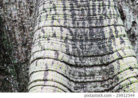 The bark texture of a big Cotton Tree 29912344