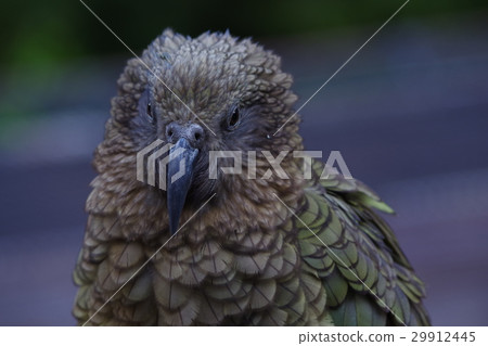 Care (New Zealand Species Species) 29912445