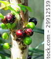 Jumbo chicaba fruit 29912539