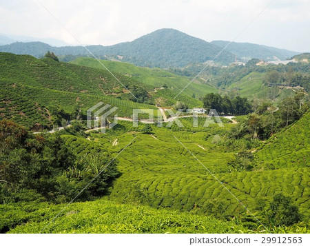 Cameron Highlands Tea Field Cameron Highlands Tea Field 29912563