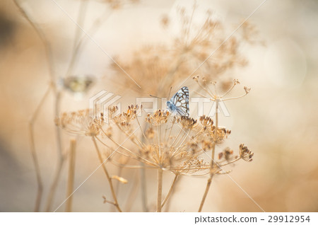 Butterfly with dry flowers Butterfly with dry flowers 29912954