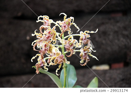 蘭花花 蘭花花 29913174