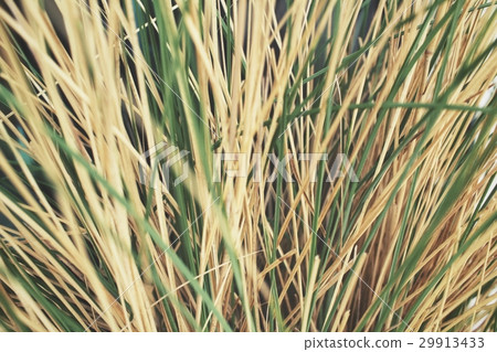 Vetiver Vetiver 29913433