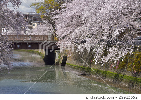 Cherry blossoms of Ooka River, Yokohama City, spring 2017 Cherry blossoms of Ooka River, Yokohama City, spring 2017 29913552