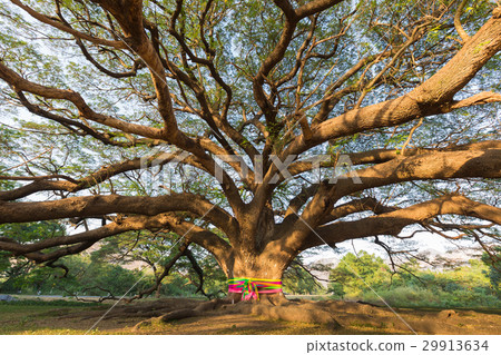 Stand big giant tree in Thailand national park Stand big giant tree in Thailand national park 29913634