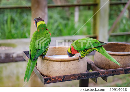 parrot drink milk