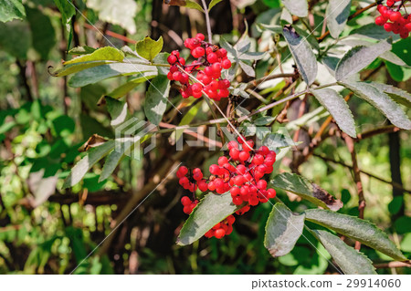 Red elderberry or Sambucus racemosa in the forest 29914060