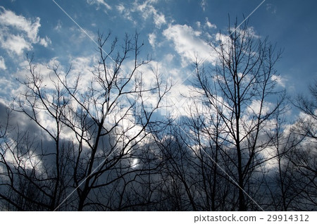 Winter sky Winter sky 29914312