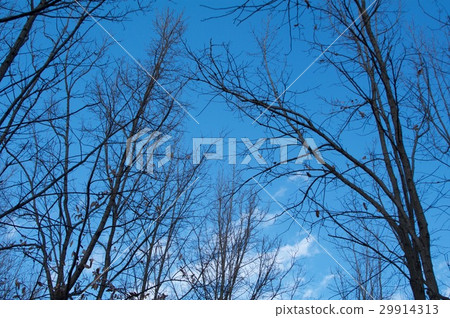 Winter sky Winter sky 29914313