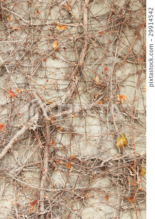 A withered ivy of the wall A withered ivy of the wall 29914542