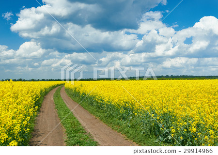 Road in yellow flower field, spring landscape 29914966